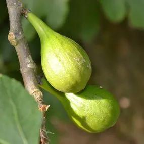Common Fig (Ficus carica) Img 2